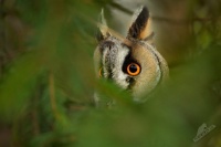 Kalous usaty - Asio otus - Long-eared Owl 8899u